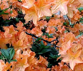 An Azalea Mollis Orange